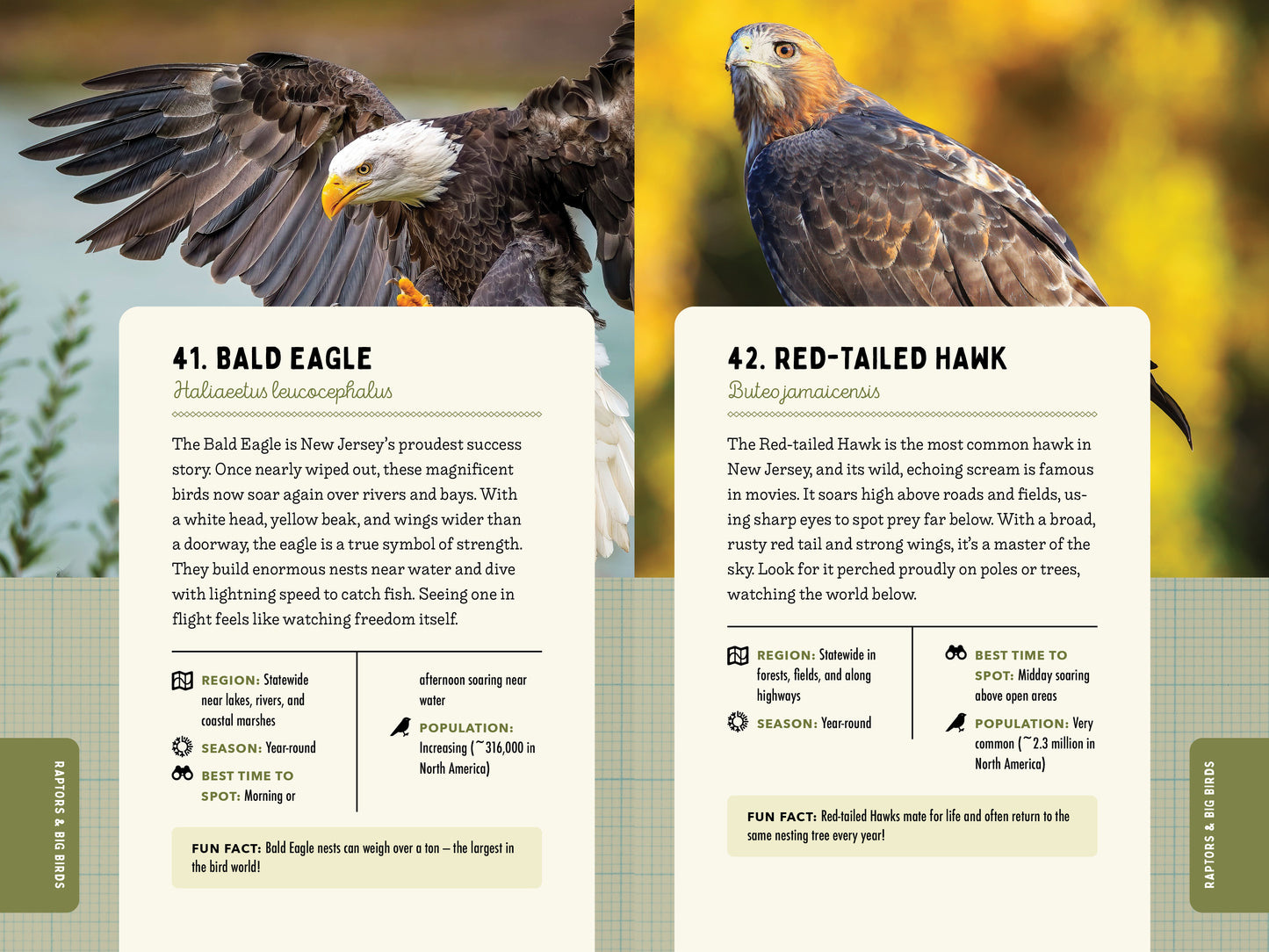 A Kid’s Guide to Birds of New Jersey