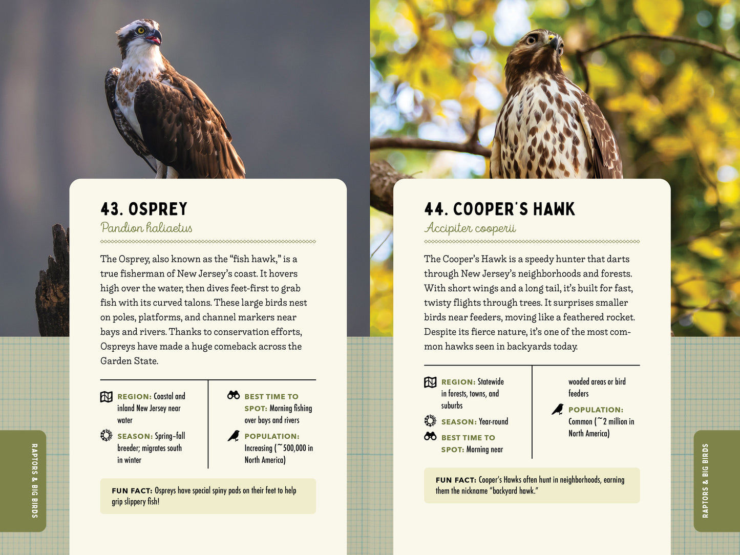 A Kid’s Guide to Birds of New Jersey