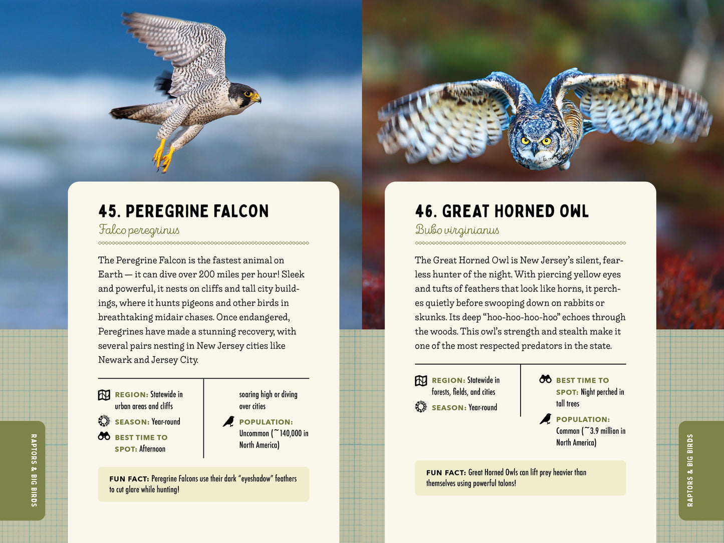 A Kid’s Guide to Birds of New Jersey