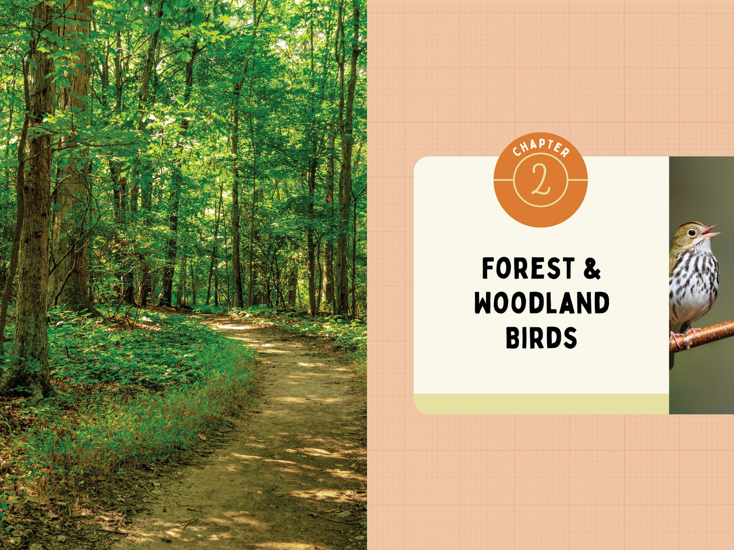 A Kid’s Guide to Birds of New Jersey