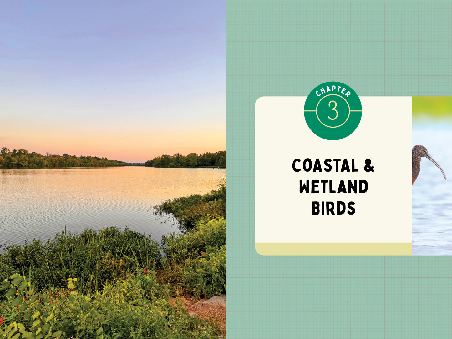 A Kid’s Guide to Birds of New Jersey