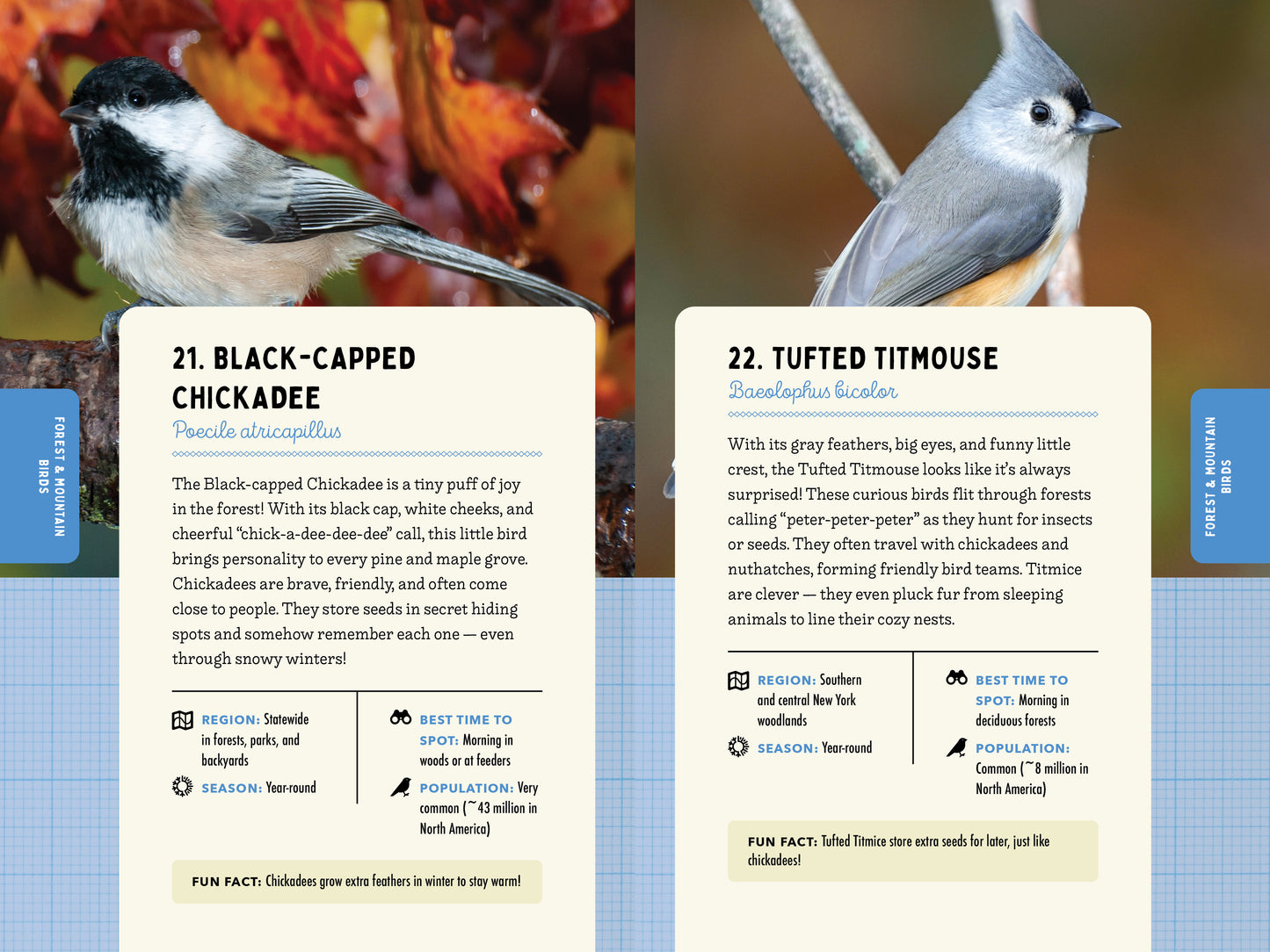 A Kid’s Guide to Birds of New York