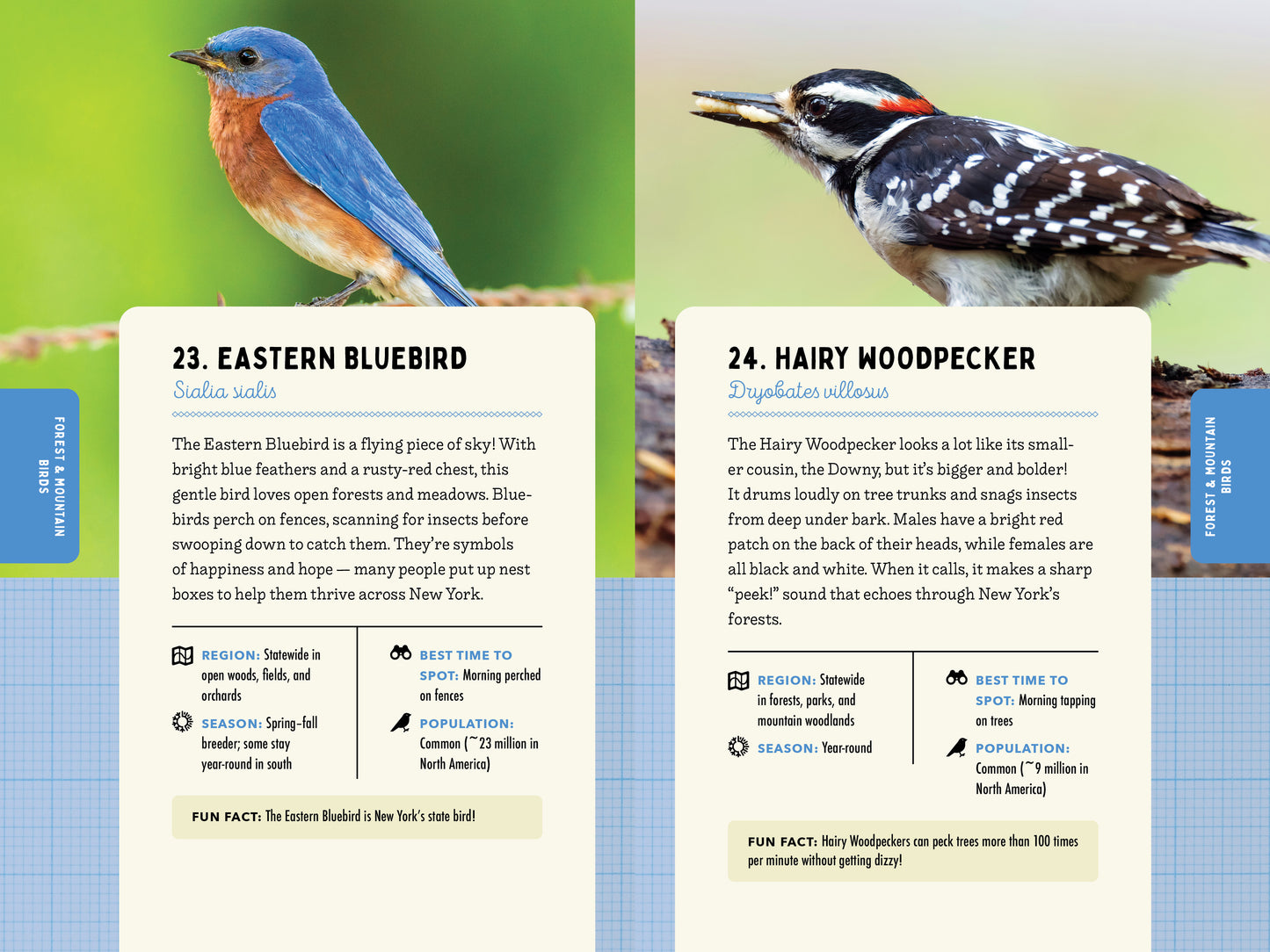 A Kid’s Guide to Birds of New York