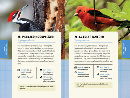 A Kid’s Guide to Birds of New York