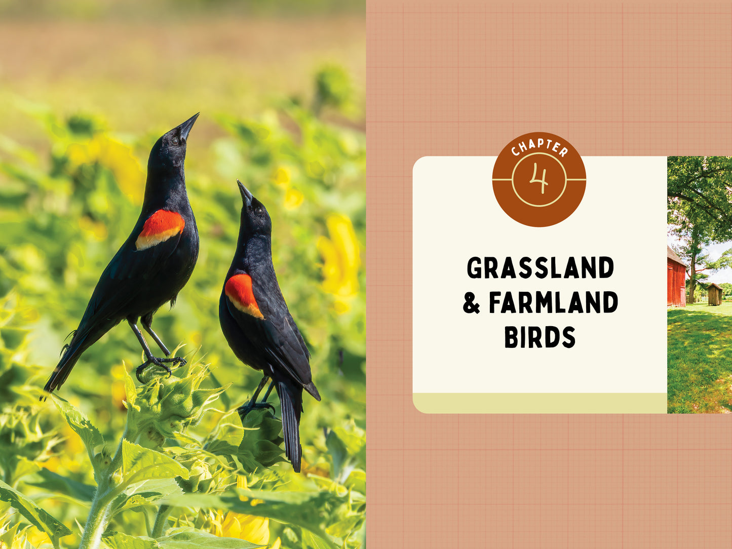 A Kid’s Guide to Birds of New York