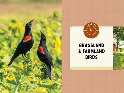 A Kid’s Guide to Birds of New York