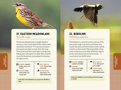 A Kid’s Guide to Birds of New York