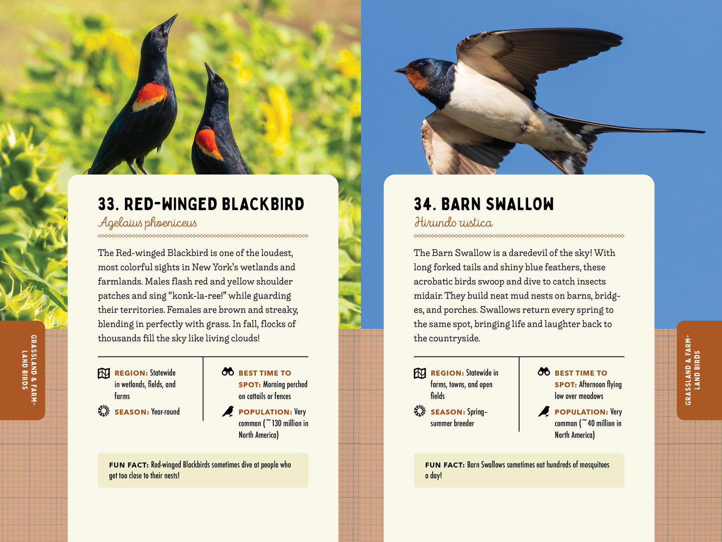 A Kid’s Guide to Birds of New York