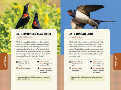 A Kid’s Guide to Birds of New York