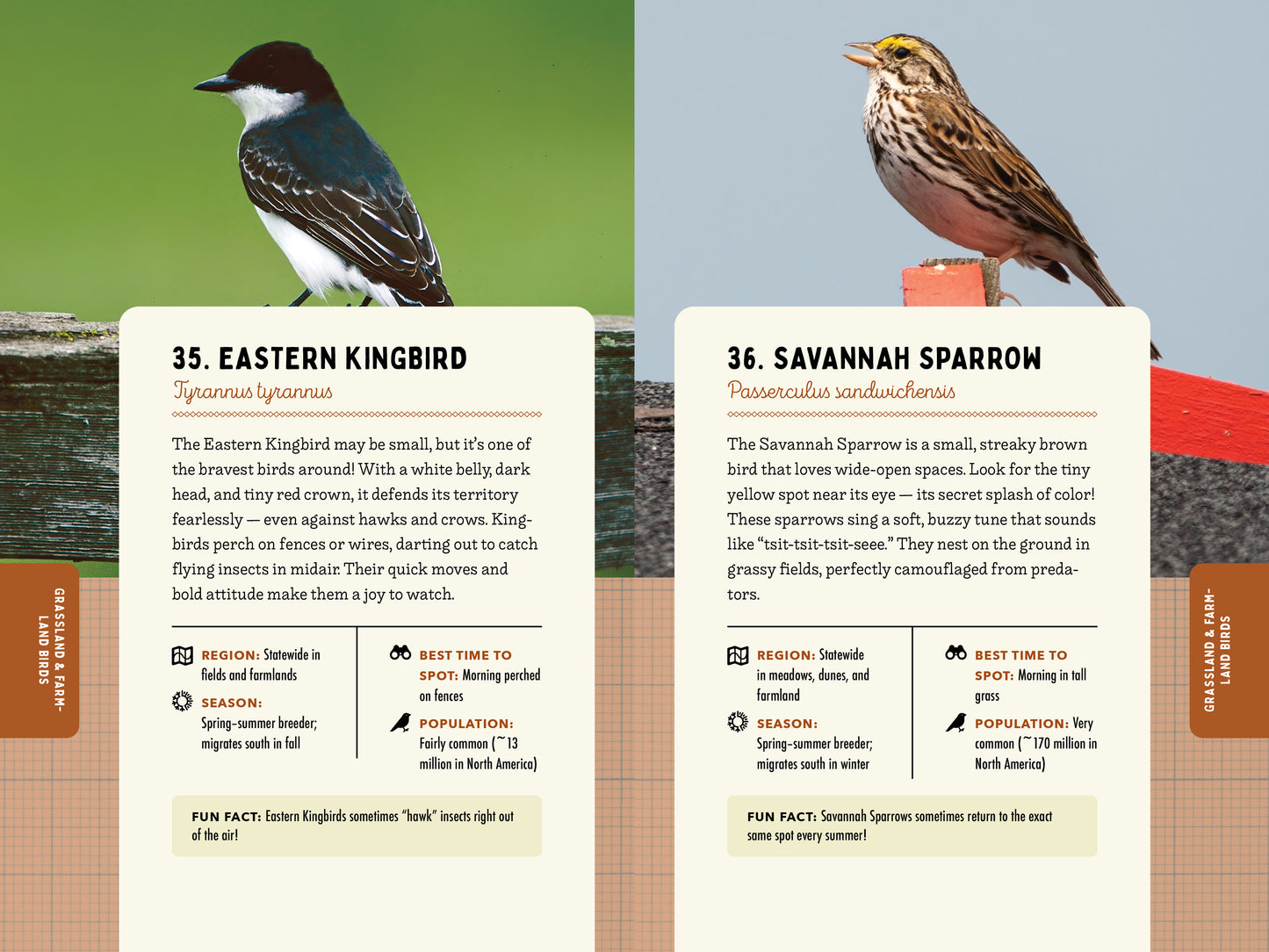 A Kid’s Guide to Birds of New York