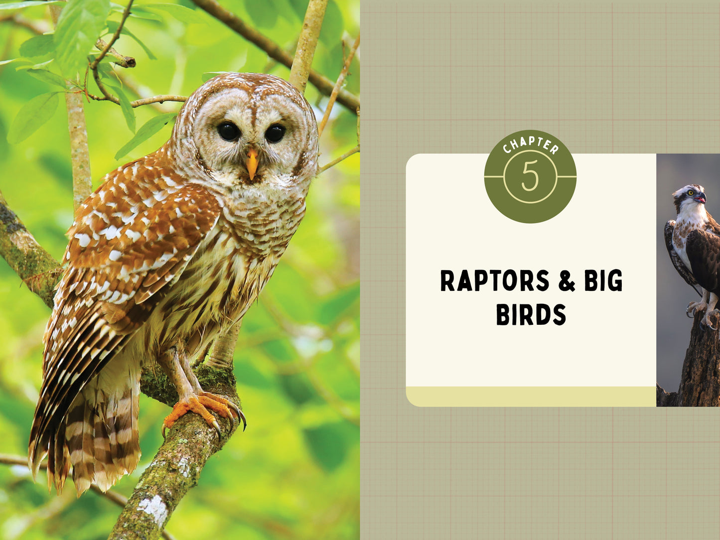 A Kid’s Guide to Birds of New York