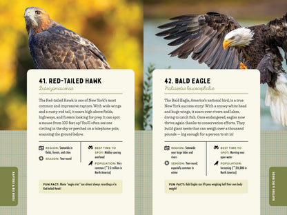 A Kid’s Guide to Birds of New York
