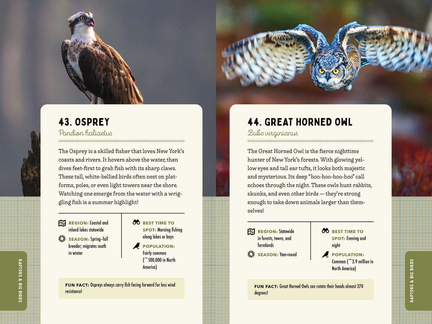 A Kid’s Guide to Birds of New York