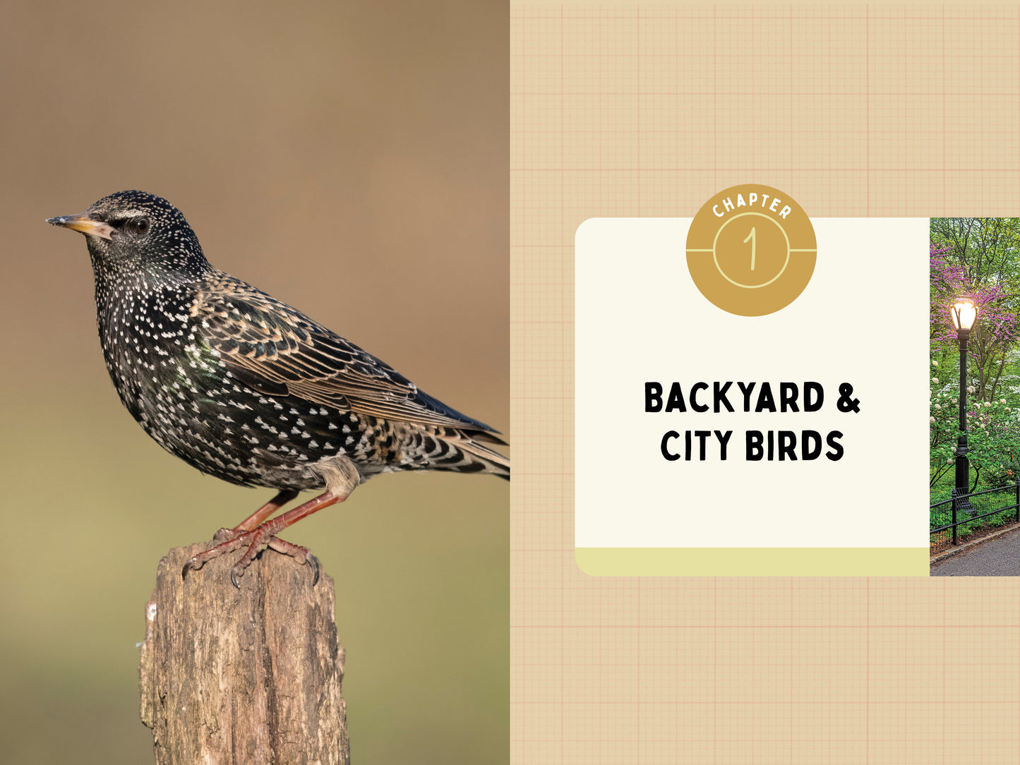 A Kid’s Guide to Birds of New York