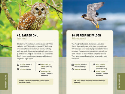 A Kid’s Guide to Birds of New York