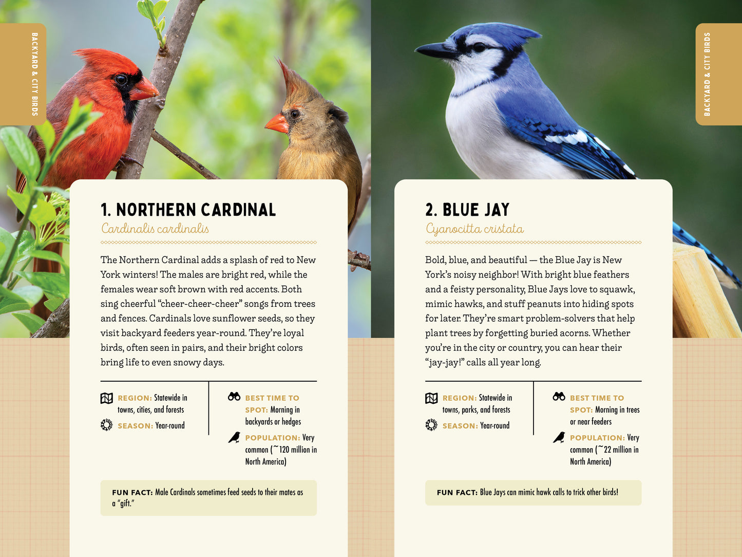 A Kid’s Guide to Birds of New York