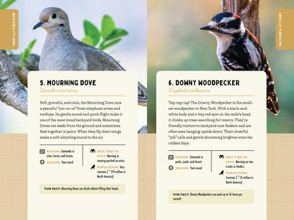 A Kid’s Guide to Birds of New York