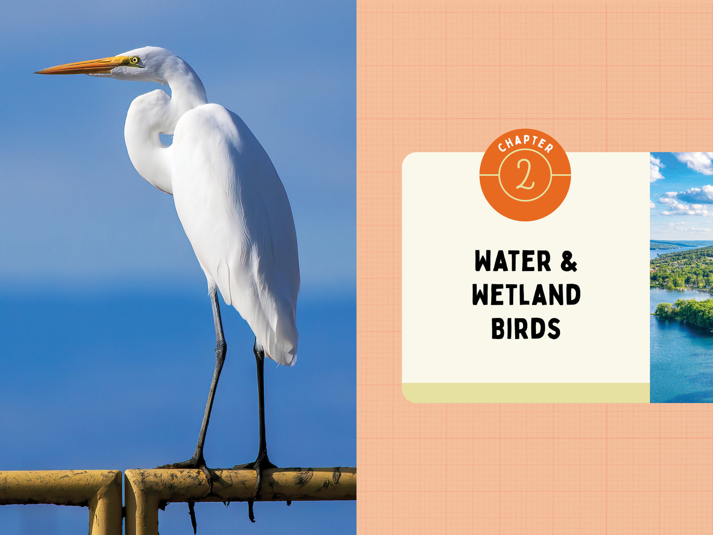 A Kid’s Guide to Birds of New York