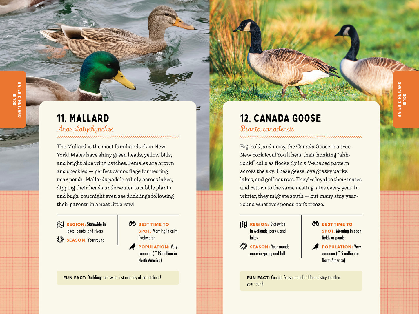 A Kid’s Guide to Birds of New York