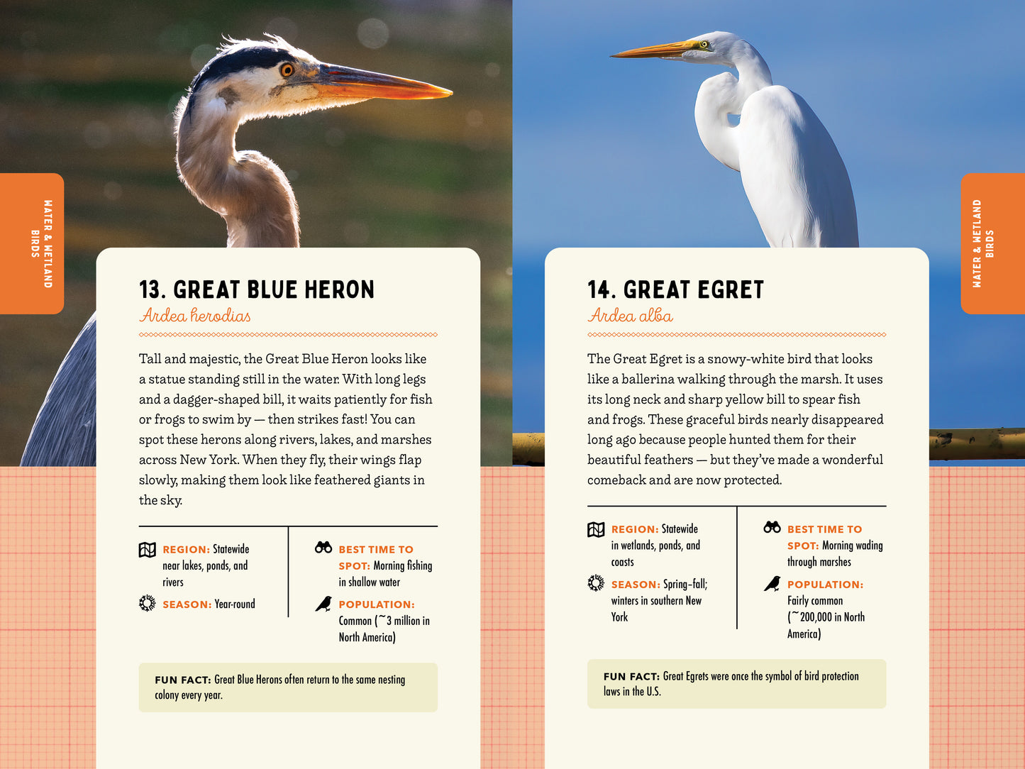 A Kid’s Guide to Birds of New York