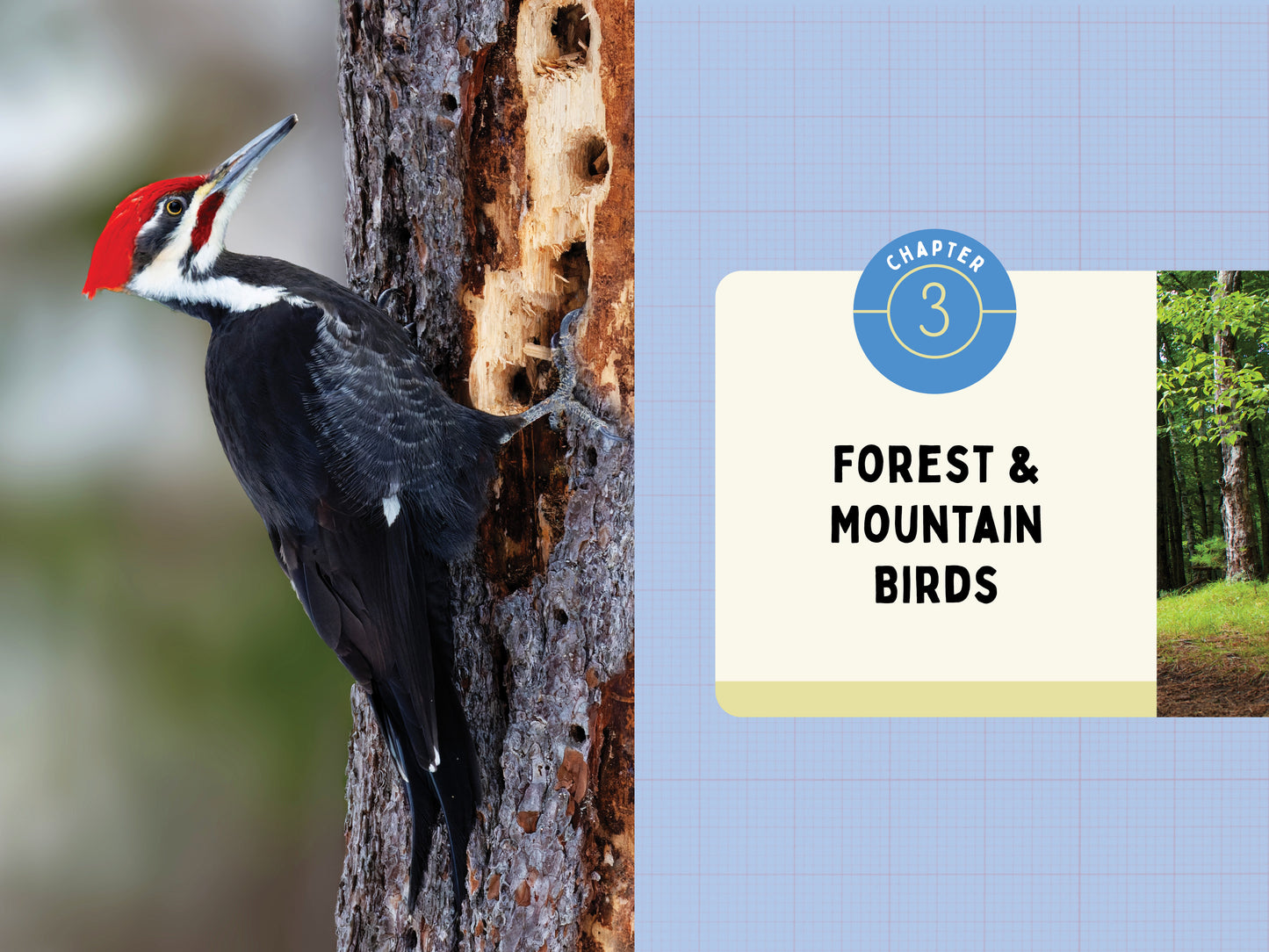 A Kid’s Guide to Birds of New York