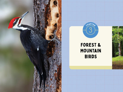 A Kid’s Guide to Birds of New York