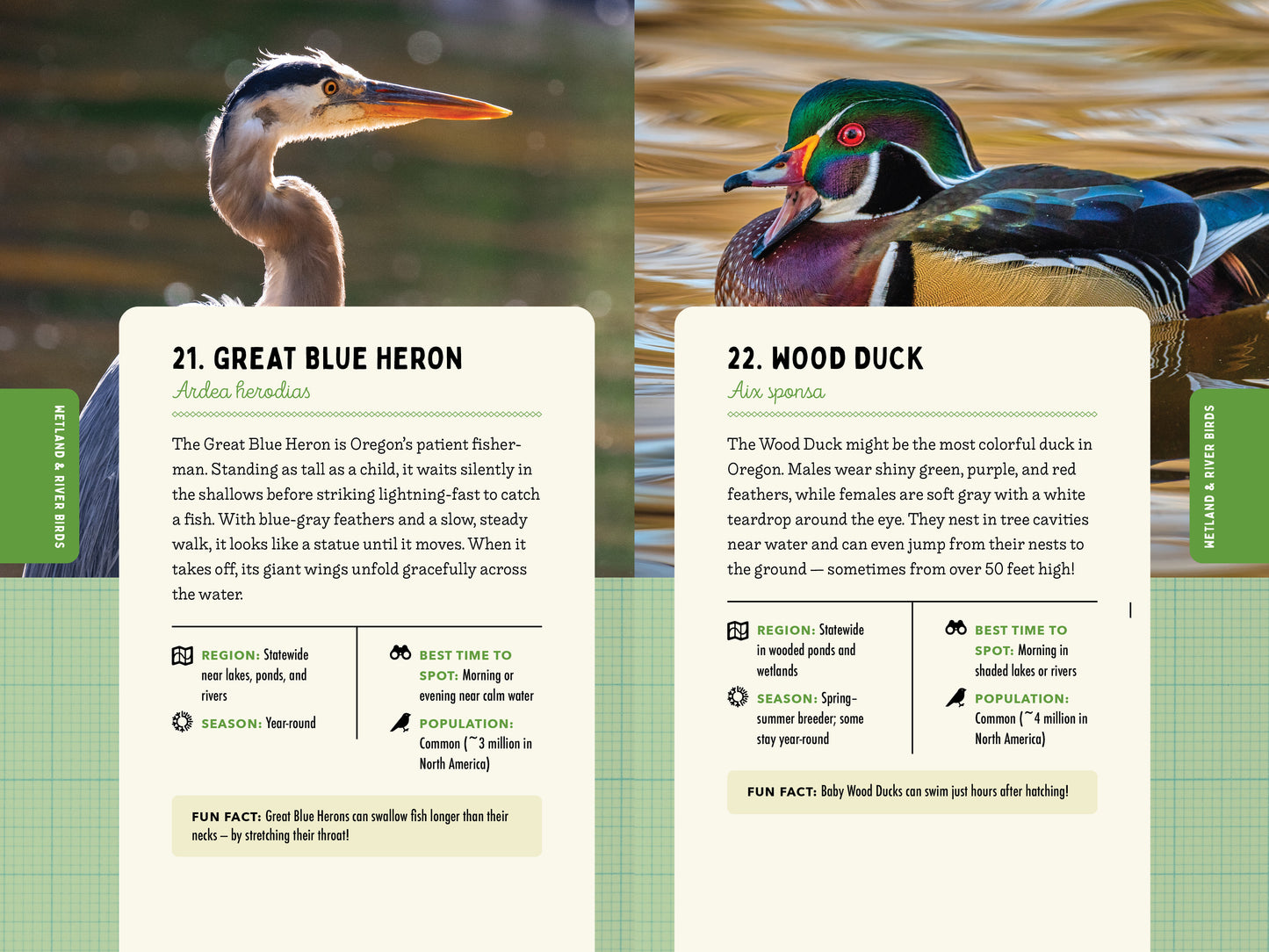 A Kid’s Guide to Birds of Oregon
