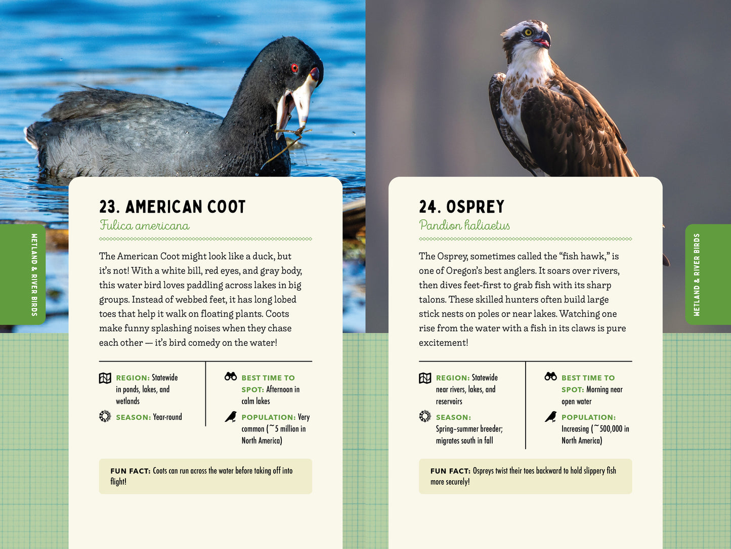 A Kid’s Guide to Birds of Oregon