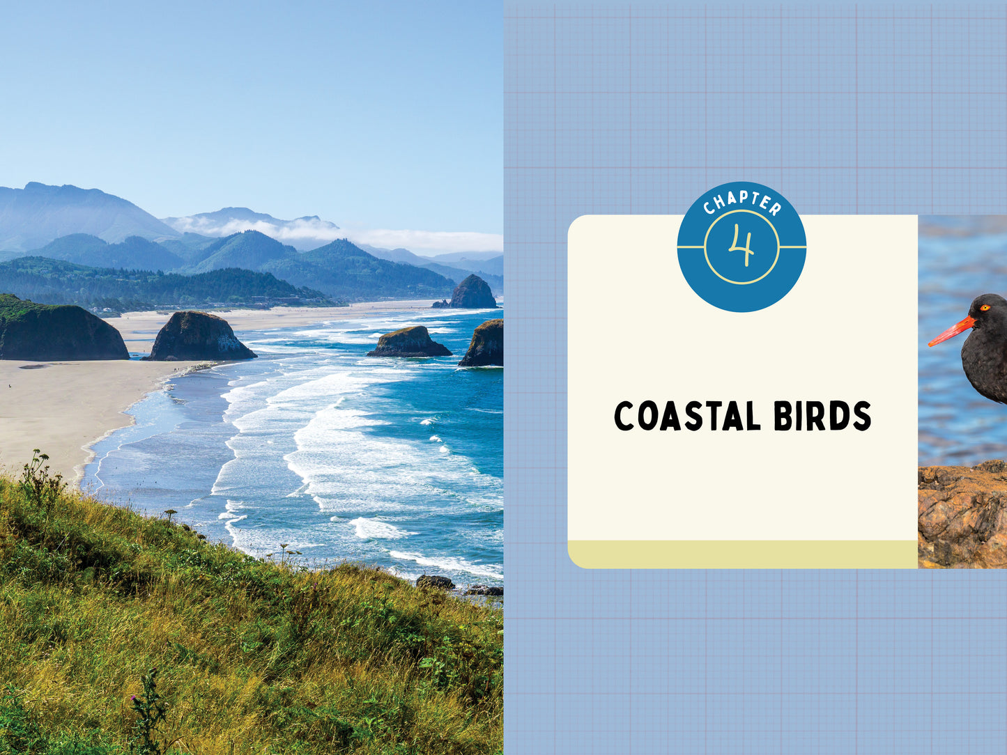 A Kid’s Guide to Birds of Oregon