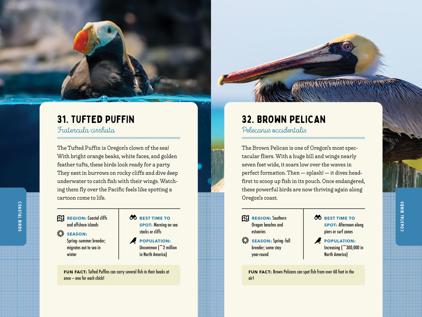 A Kid’s Guide to Birds of Oregon