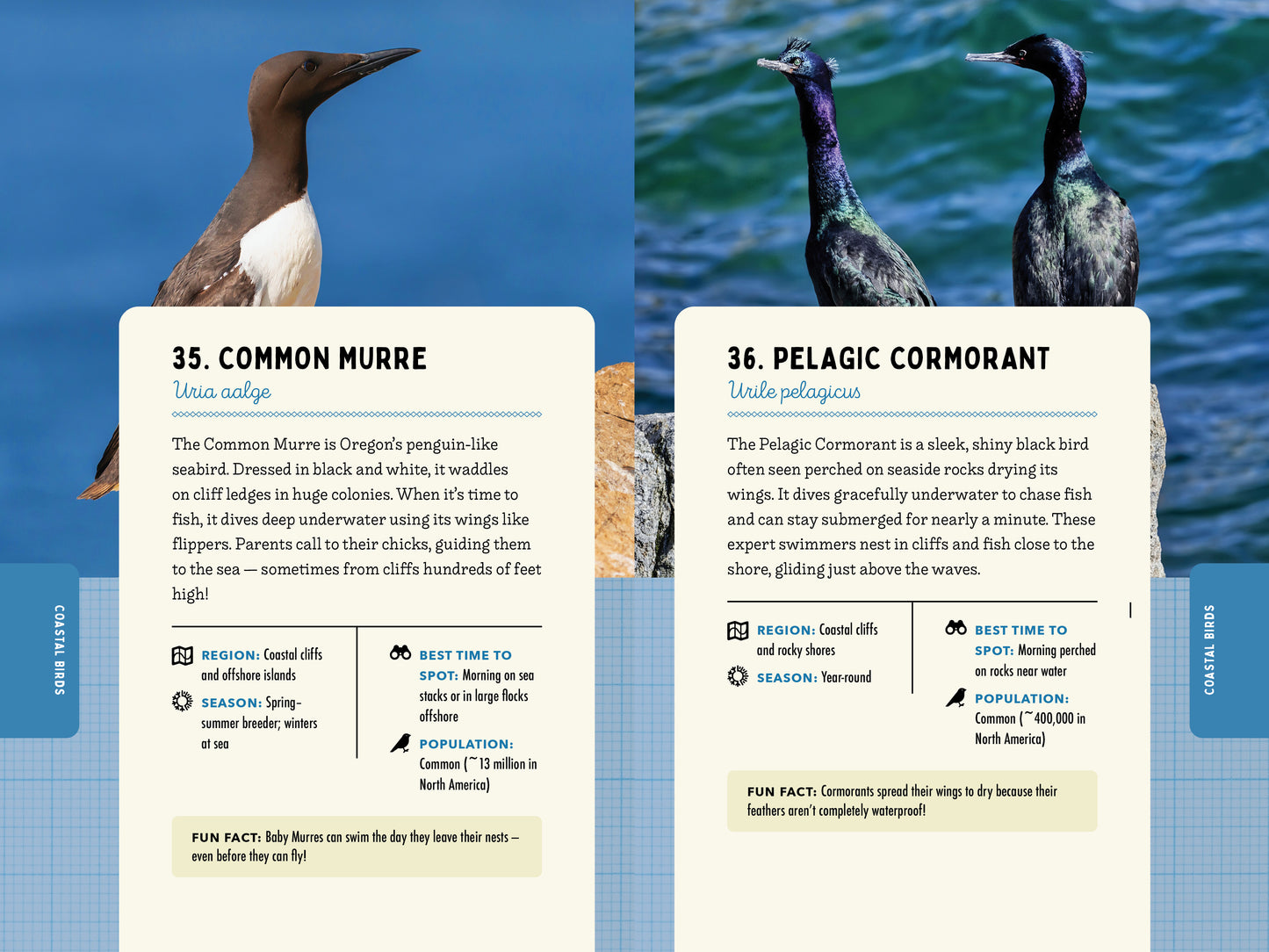 A Kid’s Guide to Birds of Oregon