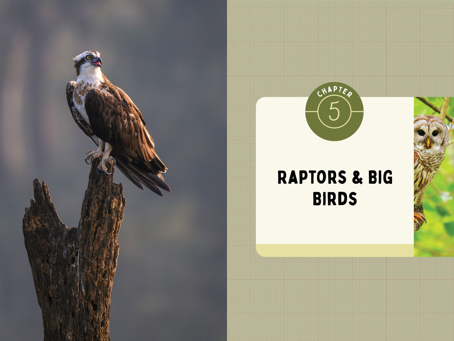 A Kid’s Guide to Birds of Oregon