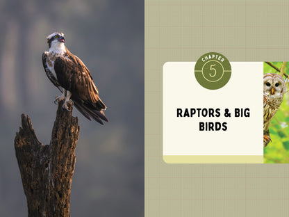 A Kid’s Guide to Birds of Oregon