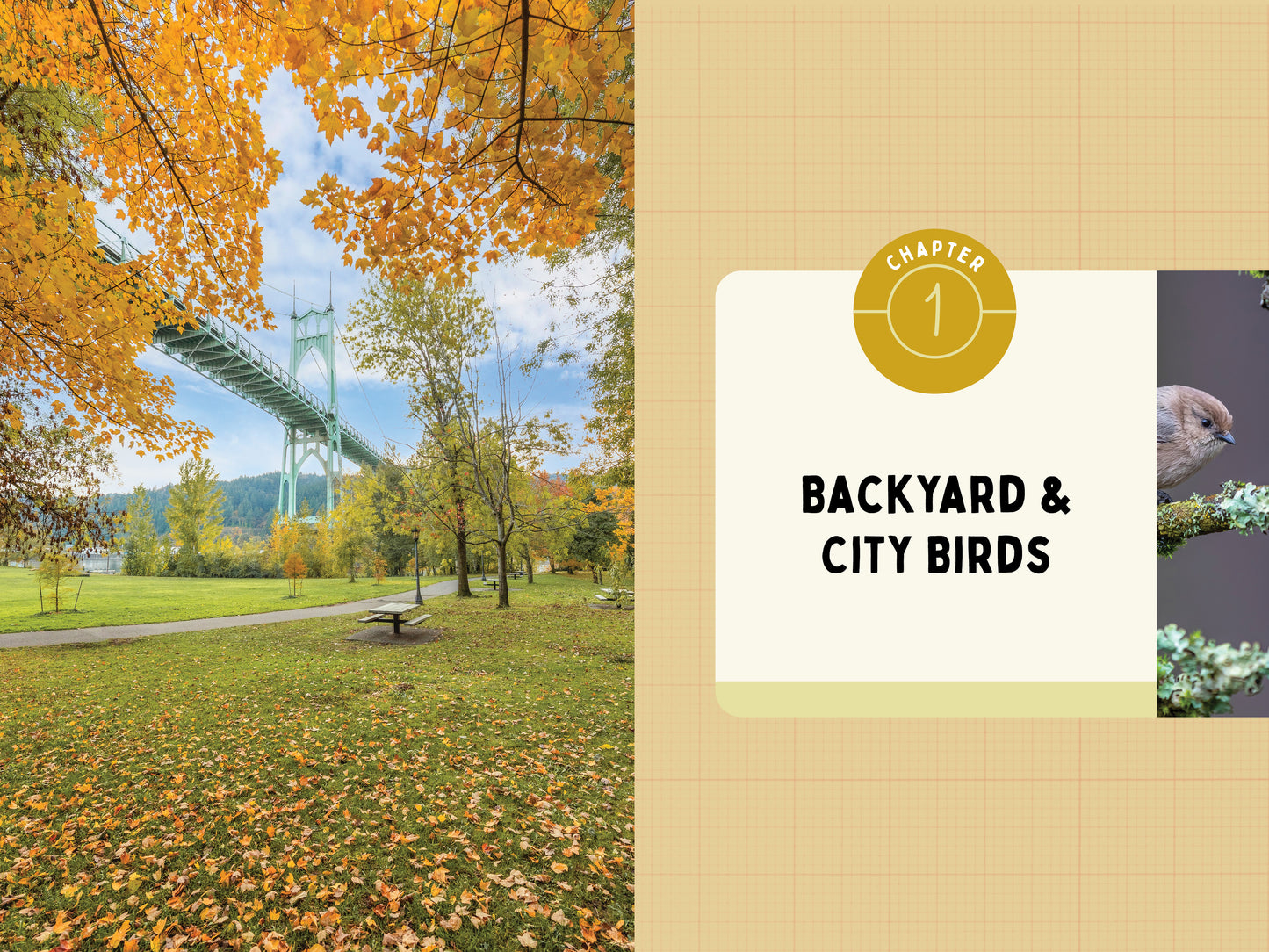 A Kid’s Guide to Birds of Oregon