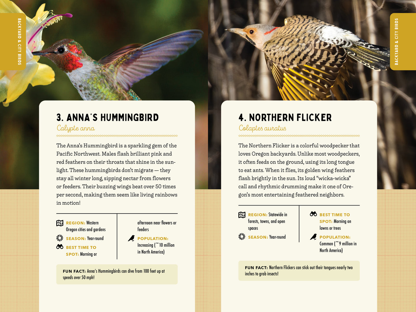 A Kid’s Guide to Birds of Oregon