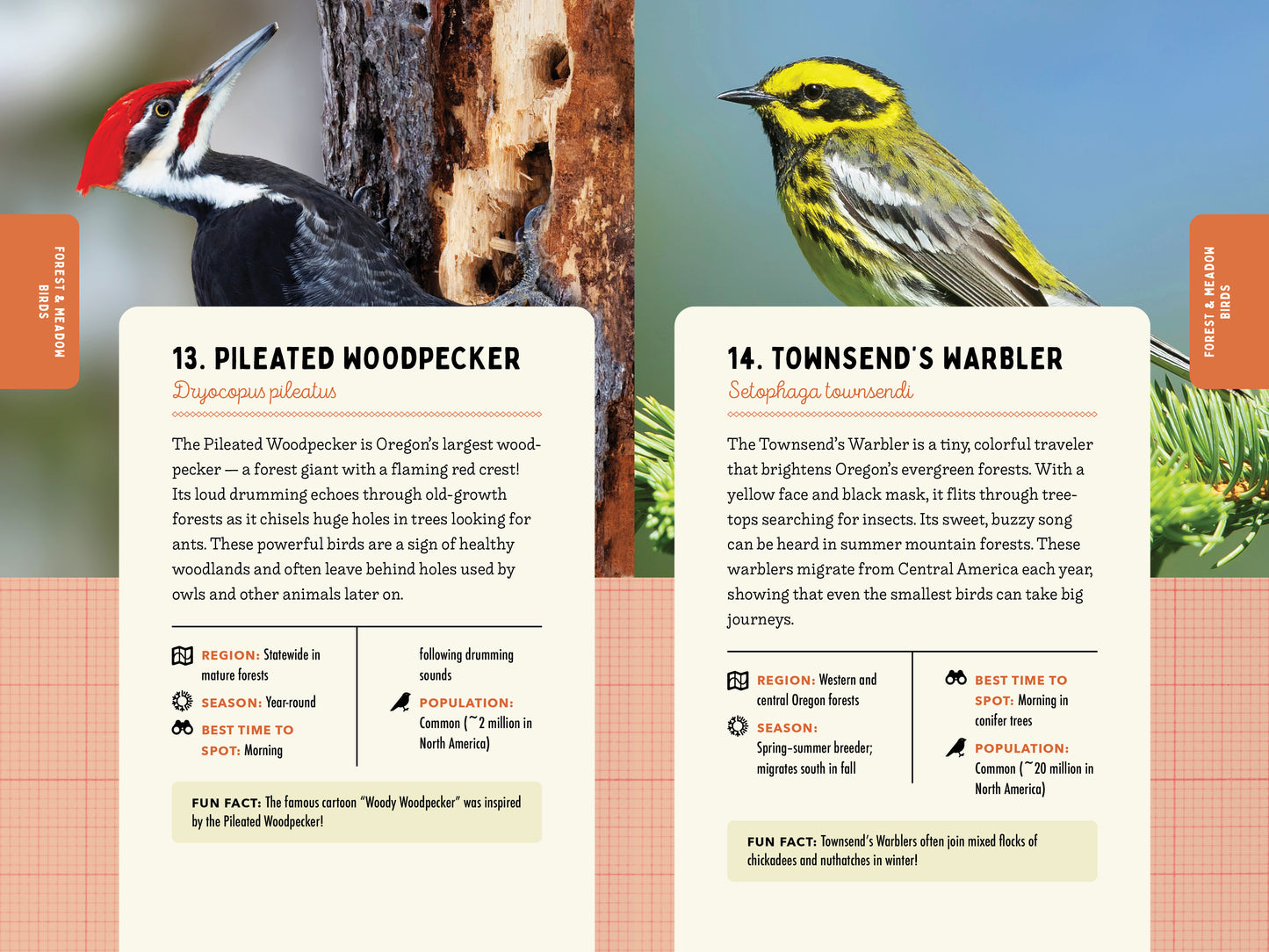 A Kid’s Guide to Birds of Oregon