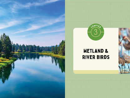 A Kid’s Guide to Birds of Oregon