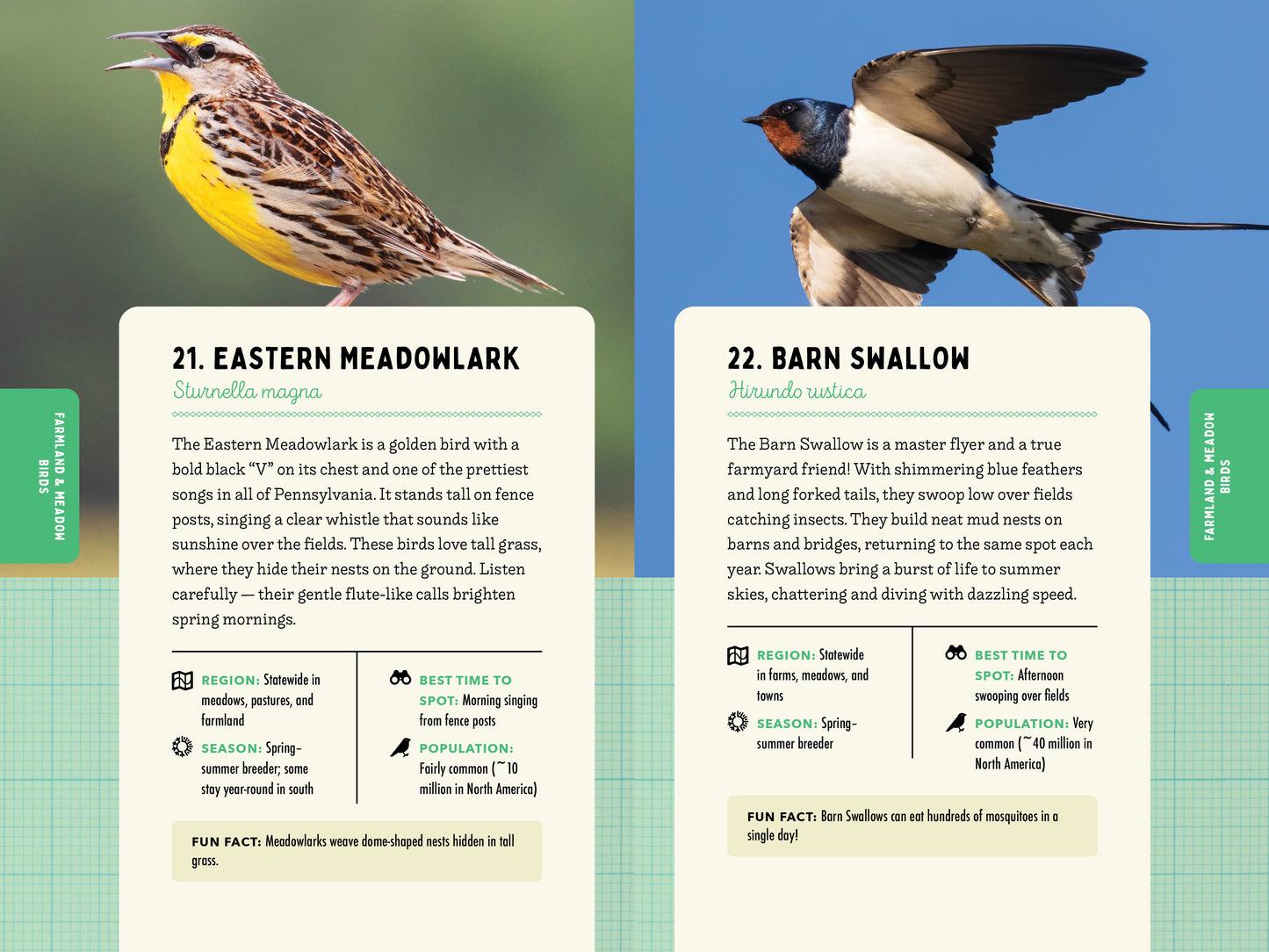 A Kid’s Guide to Birds of Pennsylvania