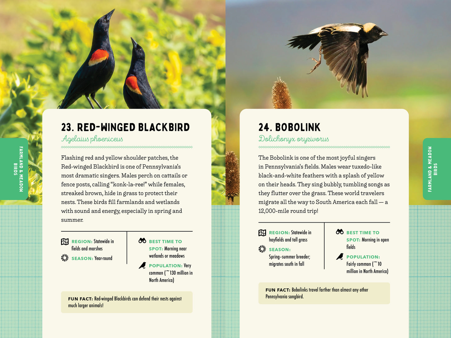 A Kid’s Guide to Birds of Pennsylvania