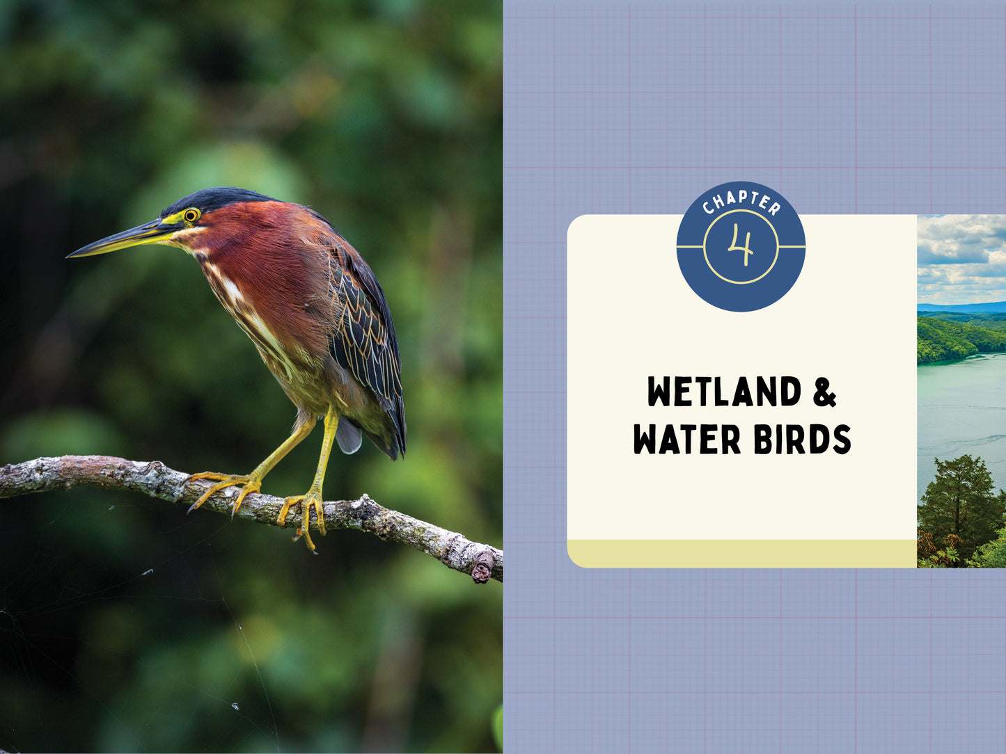 A Kid’s Guide to Birds of Pennsylvania