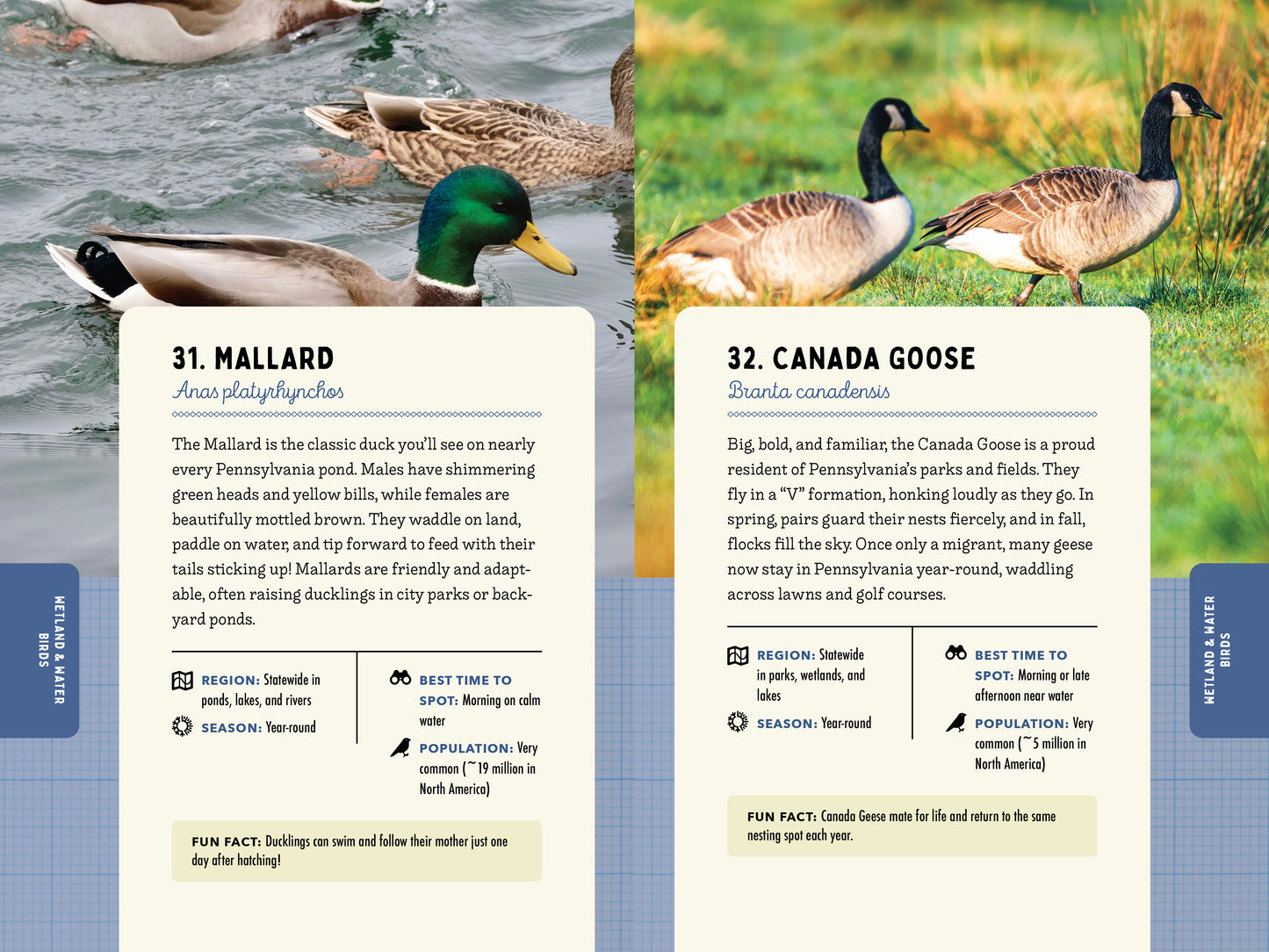 A Kid’s Guide to Birds of Pennsylvania