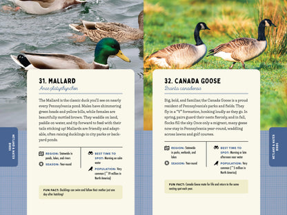 A Kid’s Guide to Birds of Pennsylvania