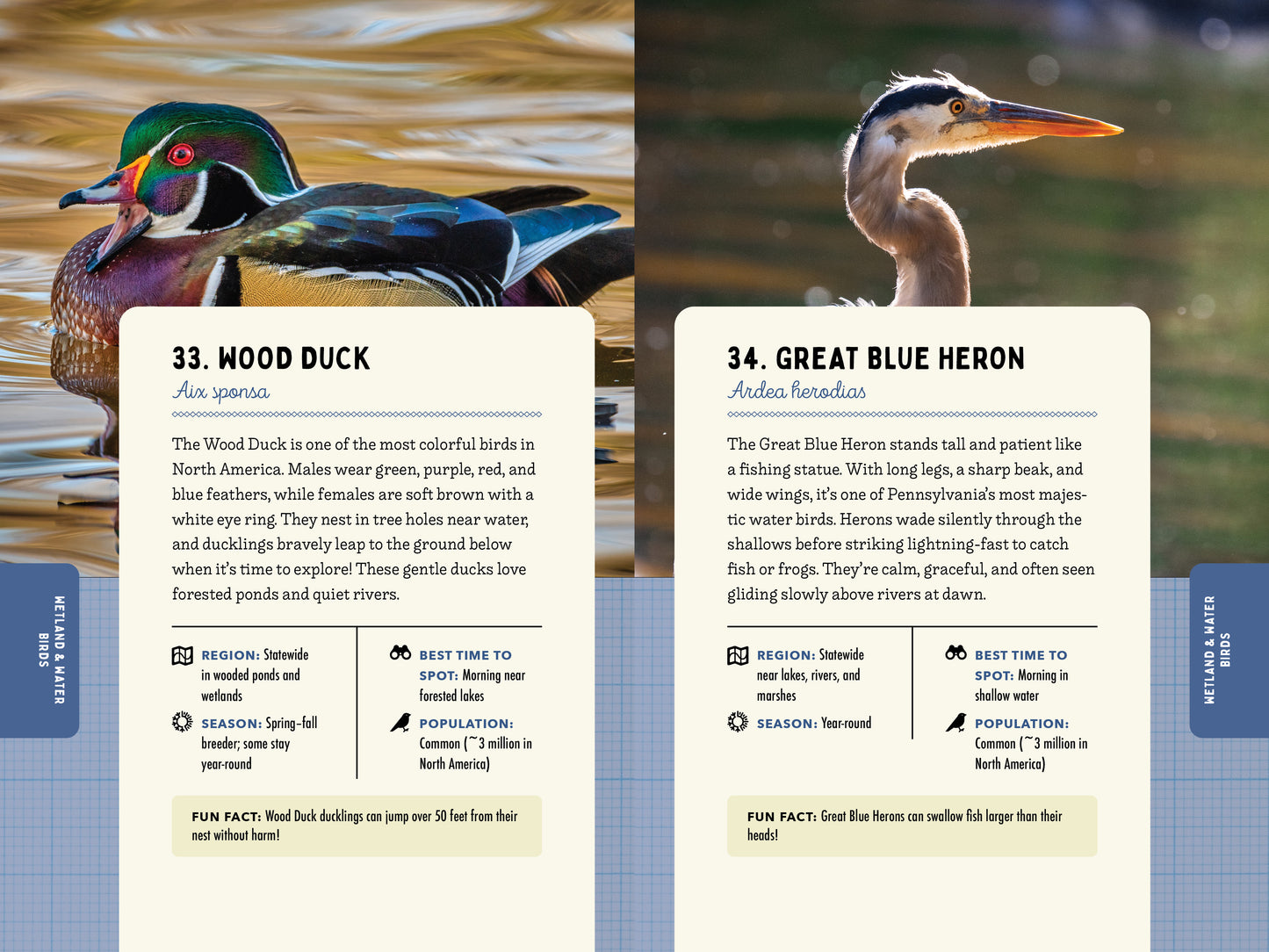 A Kid’s Guide to Birds of Pennsylvania