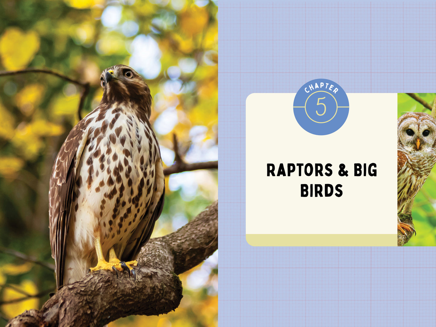 A Kid’s Guide to Birds of Pennsylvania