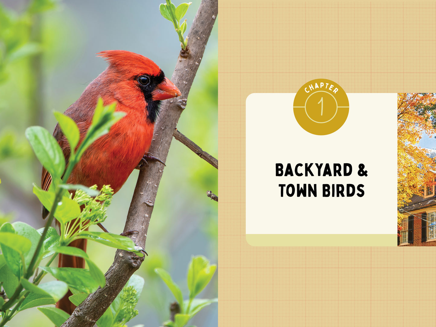 A Kid’s Guide to Birds of Pennsylvania