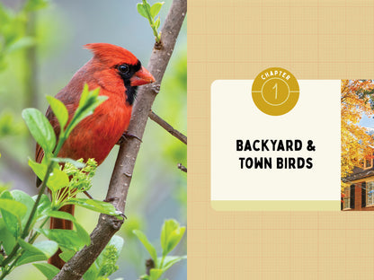 A Kid’s Guide to Birds of Pennsylvania