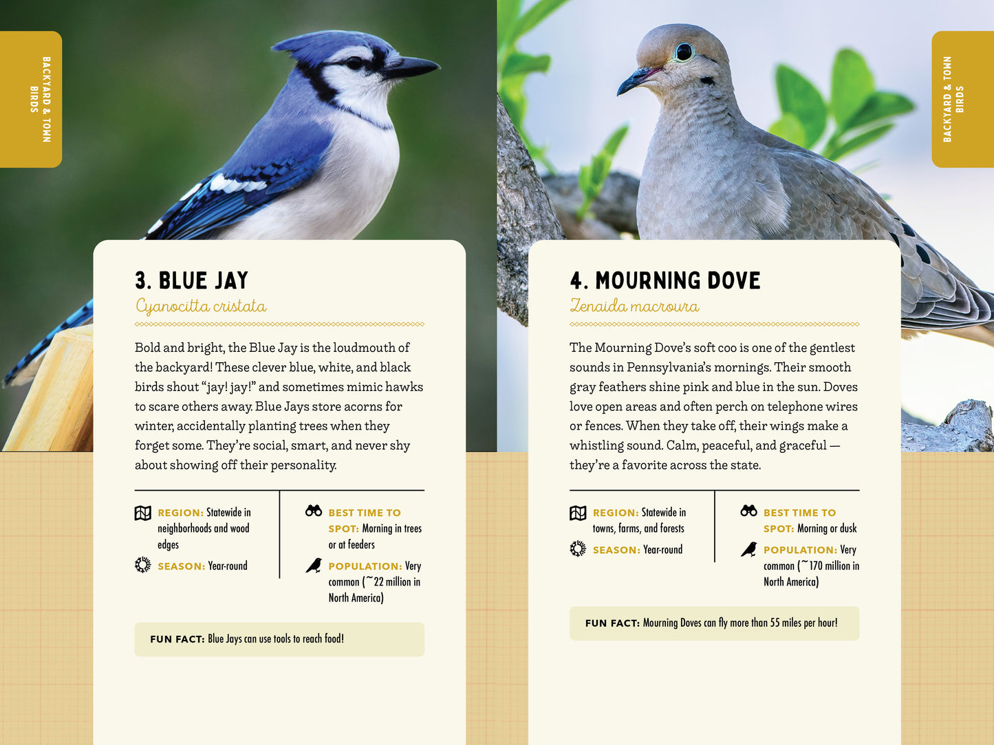 A Kid’s Guide to Birds of Pennsylvania