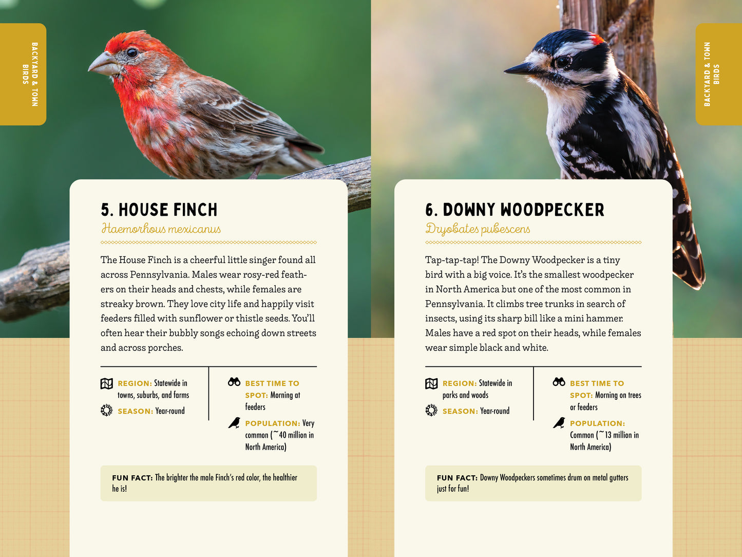 A Kid’s Guide to Birds of Pennsylvania