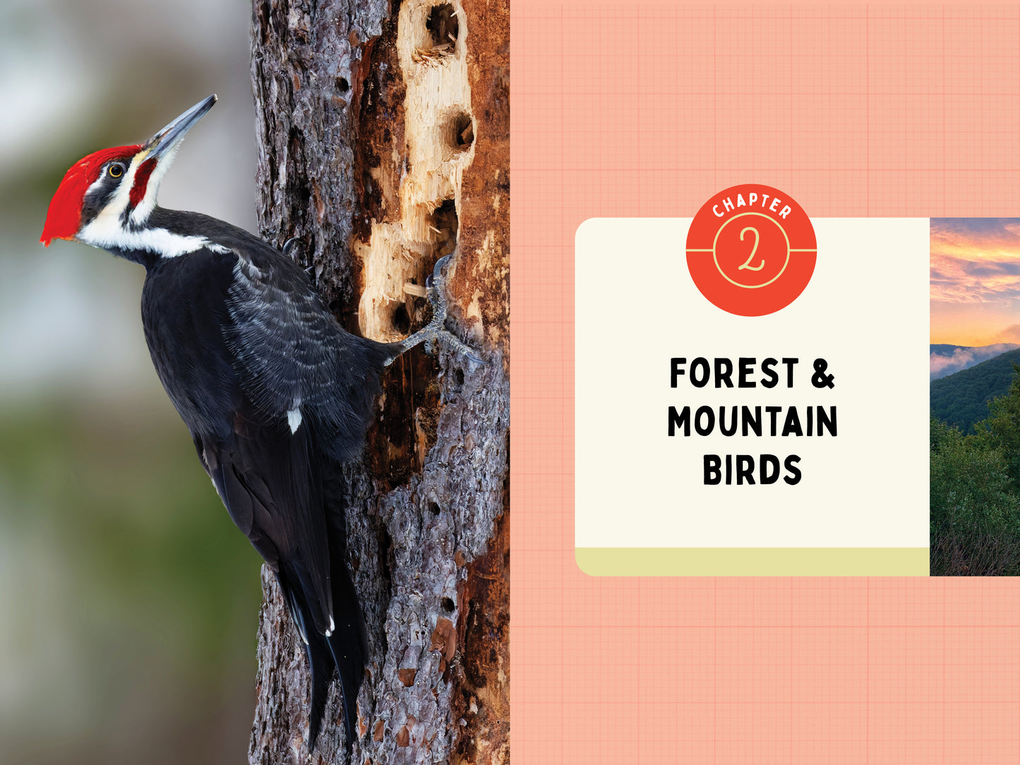 A Kid’s Guide to Birds of Pennsylvania