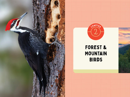 A Kid’s Guide to Birds of Pennsylvania